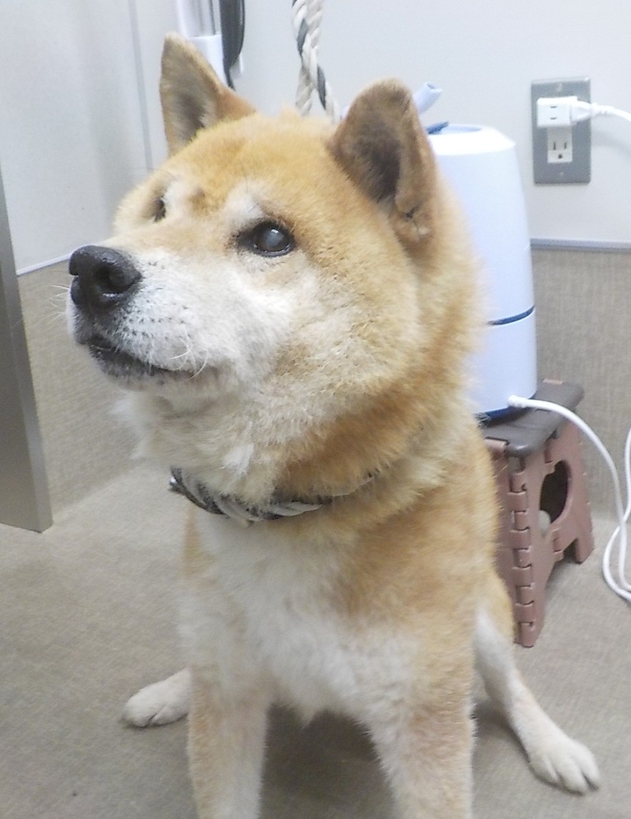 犬の正面からの写真