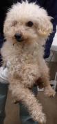 犬の正面からの写真
