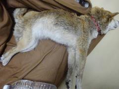 犬の横からの写真