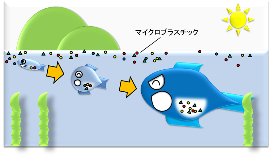 食物連鎖に伴う生物濃縮