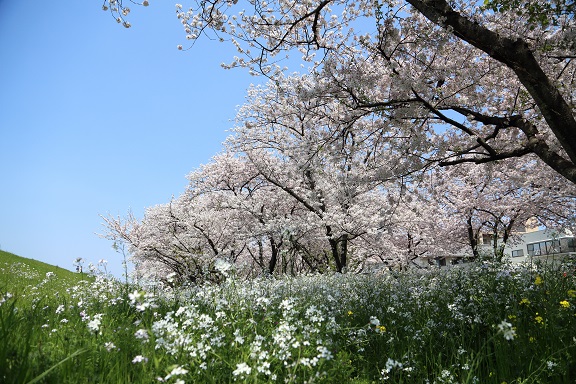 大分川河口付近