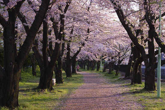 裏川緑地